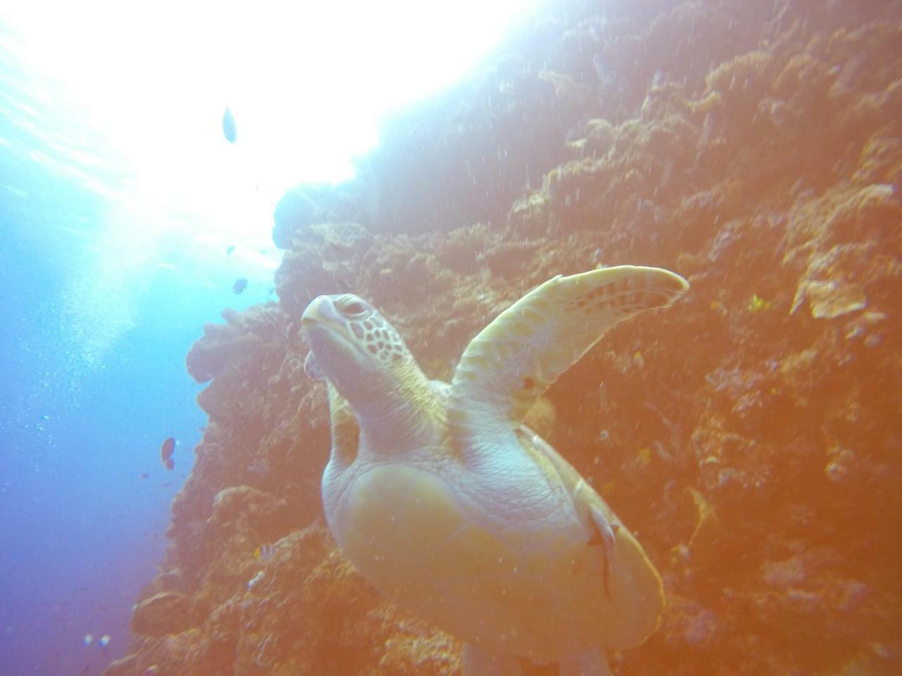 Blue Shark Divers בונאקן מראה חיצוני תמונה
